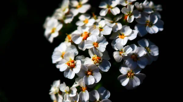 Ніжні Білі Квіти Лісу — стокове фото