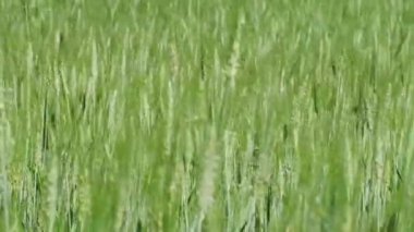 Çiftçi el tarladaki yeşil buğdaya dokunur..