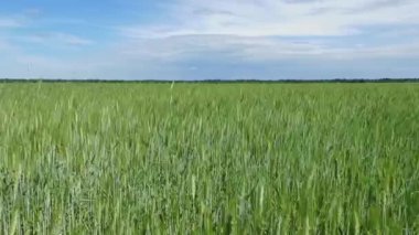 Çiftçi el tarladaki yeşil buğdaya dokunur..