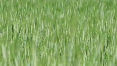 Çiftçi el tarladaki yeşil buğdaya dokunur..