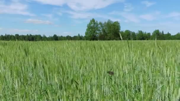 Çiftçi Tarladaki Yeşil Buğdaya Dokunur — Stok video