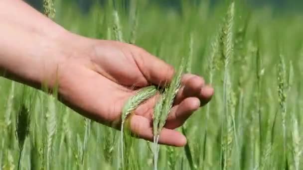 Bauernhand Streift Den Grünen Weizen Auf Dem Feld — Stockvideo