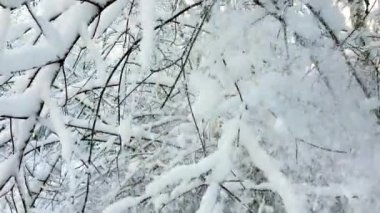 Avrupa 'nın kuzeyindeki vahşi ormanda kar yağışı. Kar ve ağaçlardan oluşan kış manzarası.