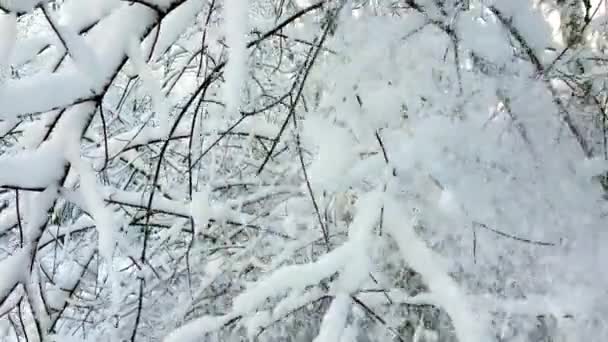 Nevadas Bosque Salvaje Del Norte Europa Paisaje Invernal Nieve Árboles — Vídeos de Stock