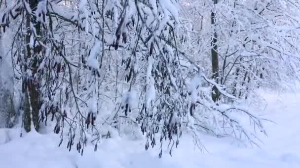 Снегопад Северном Диком Лесу Европы Зимний Пейзаж Снега Деревьев — стоковое видео