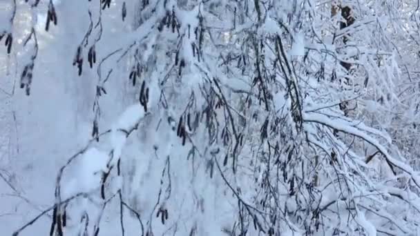 欧洲北部野生森林的降雪 冬季的雪景和树木 — 图库视频影像