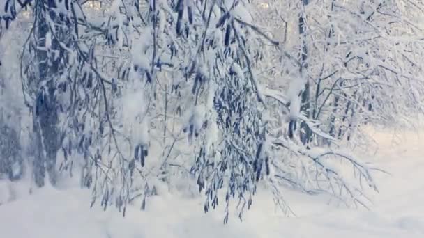 欧洲北部野生森林的降雪 冬季的雪景和树木 — 图库视频影像