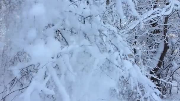 欧洲北部野生森林的降雪 冬季的雪景和树木 — 图库视频影像