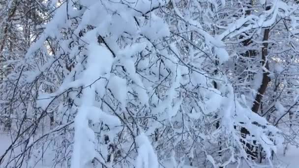 Nevicate Nella Foresta Selvaggia Settentrionale Europa Paesaggio Invernale Neve Alberi — Video Stock