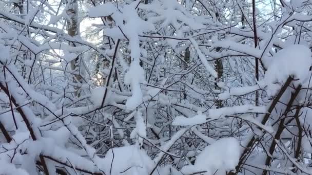 Nevadas Bosque Salvaje Del Norte Europa Paisaje Invernal Nieve Árboles — Vídeos de Stock
