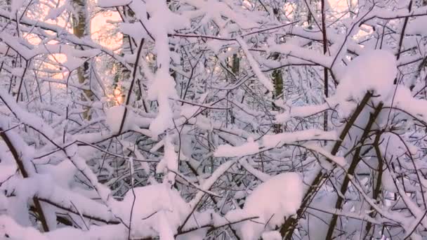 Nevadas Bosque Salvaje Del Norte Europa Paisaje Invernal Nieve Árboles — Vídeos de Stock