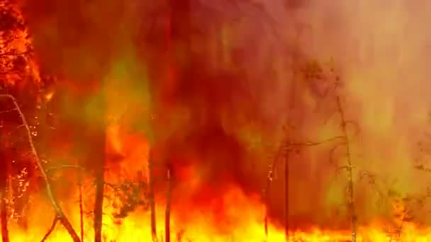 Quema Naturaleza Salvaje Amenaza Con Desastre Incendios Forestales Arden Seco — Vídeo de stock