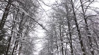 Tayga kışının çam ağaçlarının üzerinden uçmak. Vahşi ormanın karla kaplı kozalaklı ağaçları..