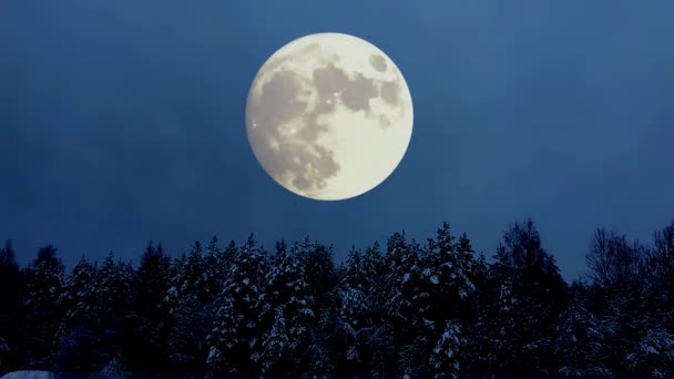 Nuit Mystique Enneigée Forêt Hivernale Pleine Lune — Video