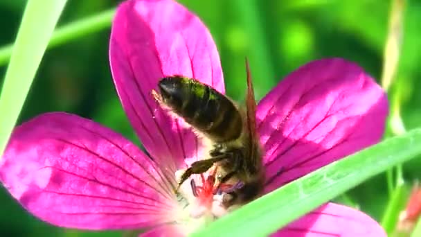 ミツバチは花を受粉させ 蜜と花粉を吸います ミツバチは花を咲かせる植物を受粉させ 生態系で最大の花粉媒介者グループを形成します — ストック動画