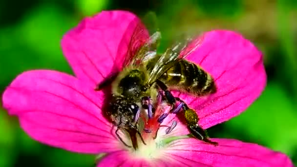 Abeille Pollinisant Fleur Suçant Nectar Pollen Les Abeilles Pollinisent Les — Video