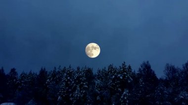 Dolunayda kış ormanı. Karlı mistik gece.