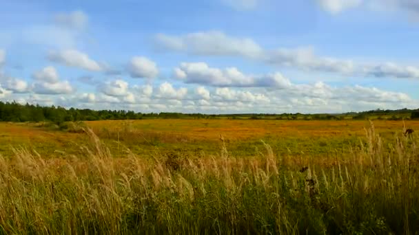 Campo Agrícola Con Cultivos Antecedentes Espigas Trigo Otoño — Vídeos de Stock