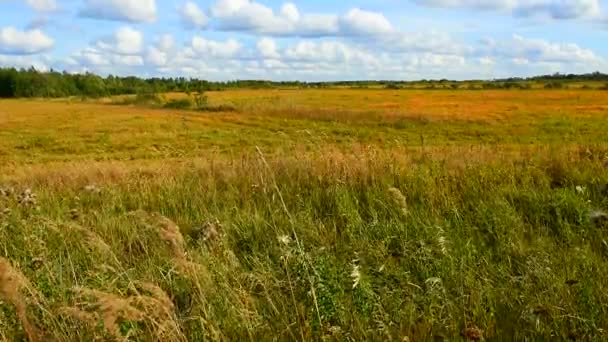 Landbouwgrond Met Gewassen Achtergrond Van Tarweoren Het Herfstveld — Stockvideo