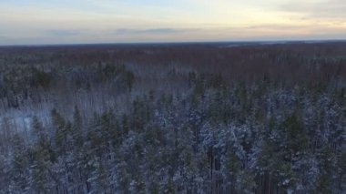Tayga kışının çam ağaçlarının üzerinden uçmak. Vahşi ormanın karla kaplı kozalaklı ağaçları..