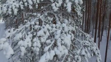 Tayga kışının çam ağaçlarının üzerinden uçmak. Vahşi ormanın karla kaplı kozalaklı ağaçları..