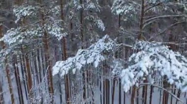 Tayga kışının çam ağaçlarının üzerinden uçmak. Vahşi ormanın karla kaplı kozalaklı ağaçları..