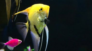 Balık burcu suyun altında kalır. Dekoratif balıklar akvaryumda yüzerler..