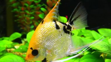 Balık burcu suyun altında kalır. Dekoratif balıklar akvaryumda yüzerler..