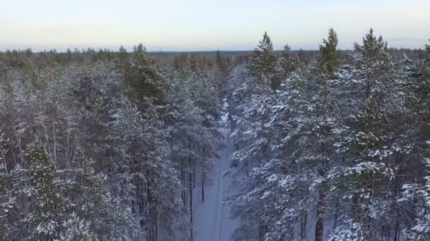 在针叶林冬季的松树上飞翔 森林里被雪覆盖的针叶树 — 图库视频影像