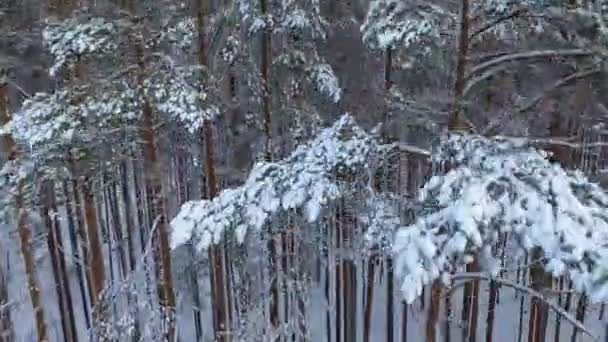 タイガの冬の松の木の上を飛ぶ 雪に覆われた原生林の針葉樹林 — ストック動画