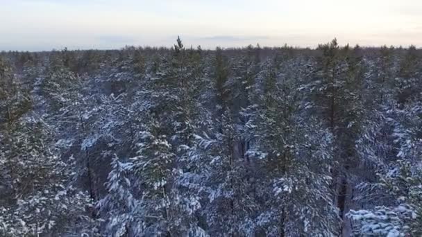 在针叶林冬季的松树上飞翔 森林里被雪覆盖的针叶树 — 图库视频影像