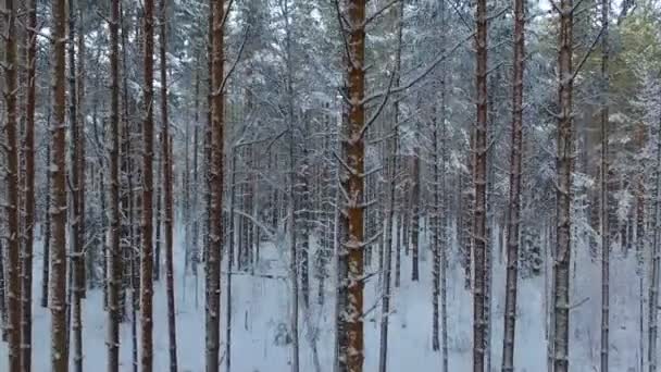 タイガの冬の松の木の上を飛ぶ 雪に覆われた原生林の針葉樹林 — ストック動画