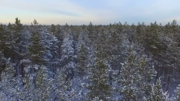 Volo Sui Pini Dell Inverno Taiga Conifere Innevate Della Foresta — Video Stock