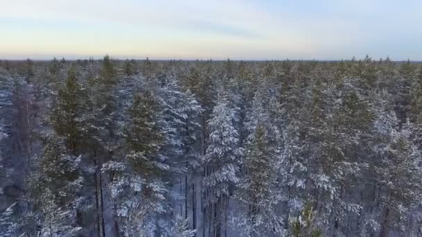 在针叶林冬季的松树上飞翔 森林里被雪覆盖的针叶树 — 图库视频影像