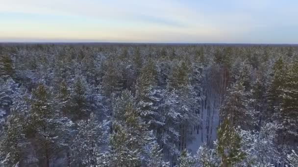 Vuelo Sobre Pinos Del Invierno Taiga Árboles Coníferas Cubiertas Nieve — Vídeos de Stock