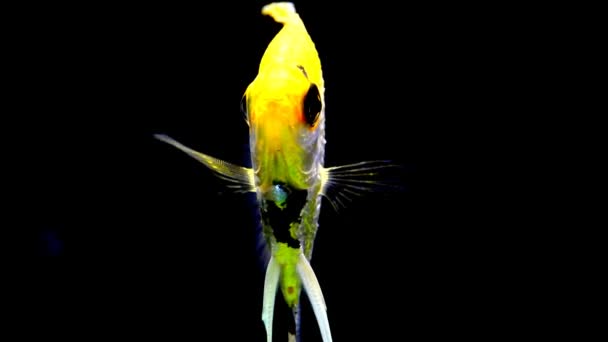 Pisces Close Water Decorative Fish Swim Aquarium — Stock Video