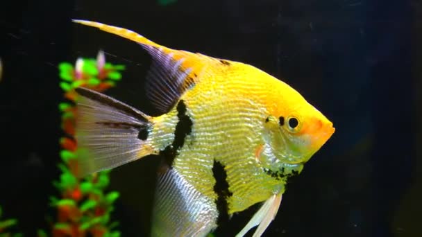Peixes Perto Debaixo Água Peixes Decorativos Nadam Aquário — Vídeo de Stock