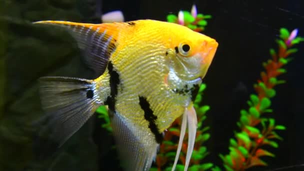 Vissen Sluiten Onder Water Decoratieve Vissen Zwemmen Het Aquarium — Stockvideo