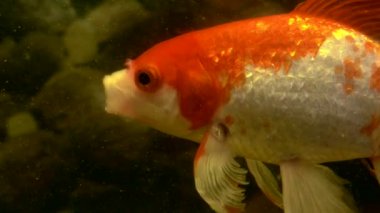 Balık burcu suyun altında kalır. Dekoratif balıklar akvaryumda yüzerler..