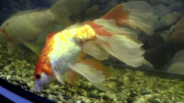 Balık burcu suyun altında kalır. Dekoratif balıklar akvaryumda yüzerler..