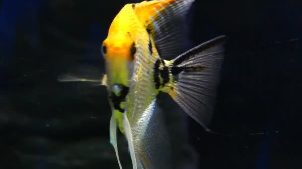 Balık Burcu Suyun Altında Kalır Dekoratif Balıklar Akvaryumda Yüzerler — Stok video