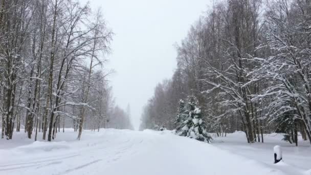 欧洲北部野生森林的降雪 冬季的雪景和树木 — 图库视频影像