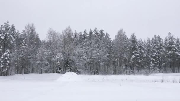 欧洲北部野生森林的降雪 冬季的雪景和树木 — 图库视频影像