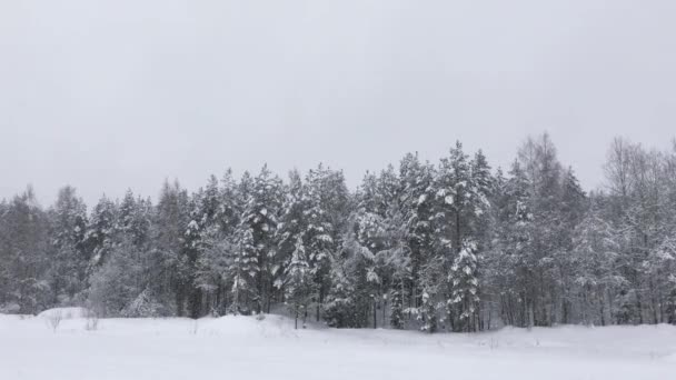 Sneeuwval Het Noordelijke Wilde Bos Van Europa Winterlandschap Van Sneeuw — Stockvideo