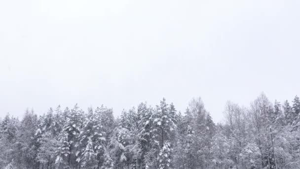 Sneeuwval Het Noordelijke Wilde Bos Van Europa Winterlandschap Van Sneeuw — Stockvideo