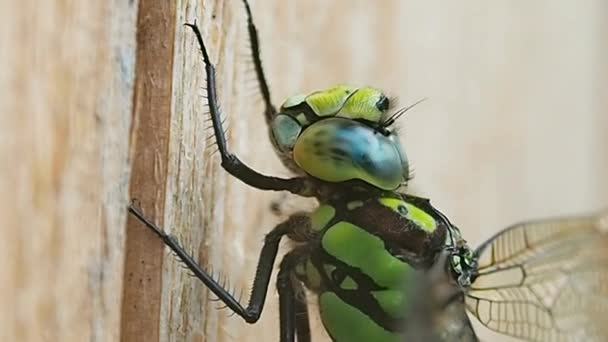 Libelle groen op het bord. — Stockvideo