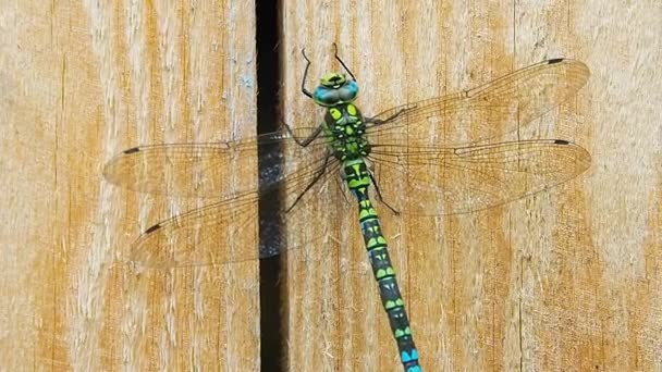 Dragonfly verde na placa. — Vídeo de Stock