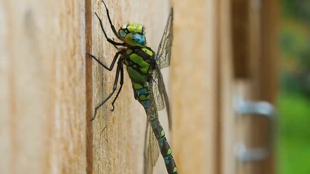 Libelle groen op het bord. — Stockvideo