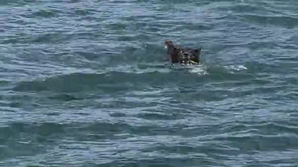 Hund schwimmt für einen Stock im Wasser. — Stockvideo