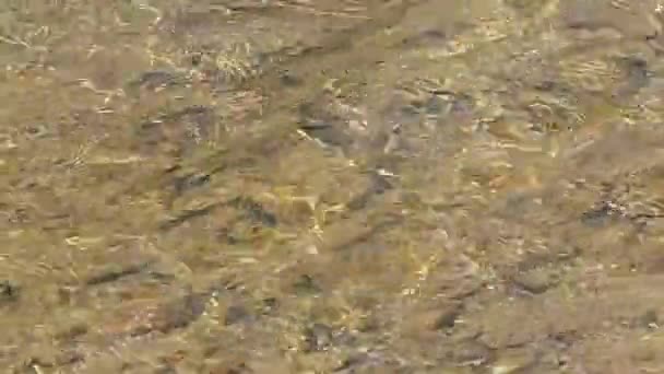 Čistá voda z divoké řeky na skalnatém břehu. — Stock video